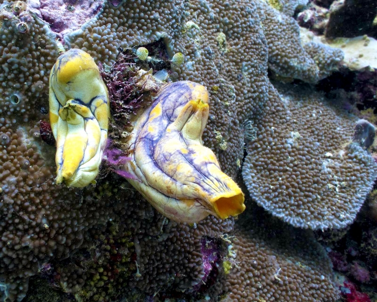 Sea Squirt Ocean Treasures Memorial Library